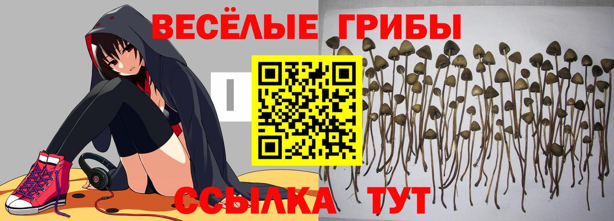 Северск  Псилоцибиновые грибы мицелий  Вход с VPN 